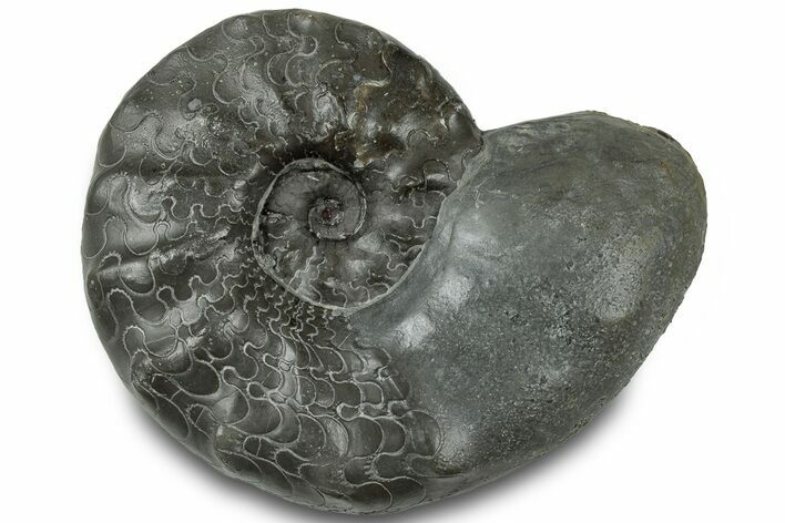 Triassic Ammonite (Ceratites sublaevigatus) Fossil - Germany #319188